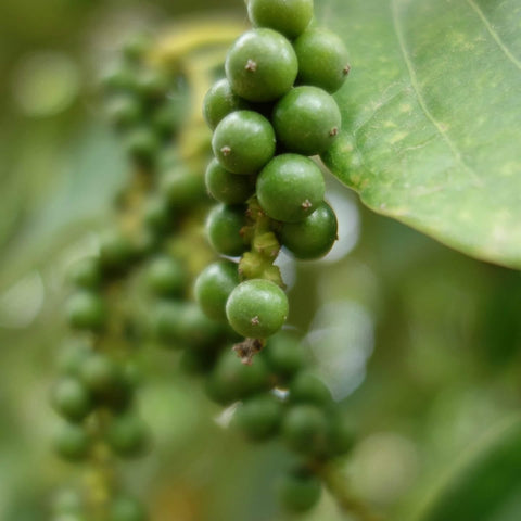 Rethinking Seasoning: A Kampot Pepper Story